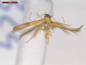  ( - CLV7324)  @11 [ ] CreativeCommons  Attribution Non-Commercial Share-Alike (2019) Carlos Lopez Vaamonde Institut National de la Recherche Agronomique, Zoologie Forestiere