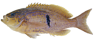  (Caesioperca rasor - ABTC148930)  @11 [ ] Copyright (2018) Unspecified CSIRO, Australian National Fish Collection