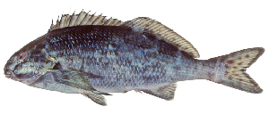  (Dactylophora - ABTC140833)  @11 [ ] Copyright (2018) Unspecified CSIRO, Australian National Fish Collection