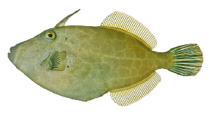  (Eubalichthys - ABTC138220)  @11 [ ] Copyright (2018) Unspecified CSIRO, Australian National Fish Collection