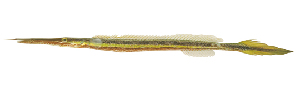  (Siphonognathus argyrophanes - ABTC69473)  @11 [ ] CreativeCommons - Attribution Non-Commercial Share-Alike (2018) Unspecified CSIRO, Australian National Fish Collection