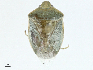  (Parantestia - BIOUG99477-G02)  @11 [ ] CreativeCommons - Attribution (2023) CBG Photography Group Centre for Biodiversity Genomics