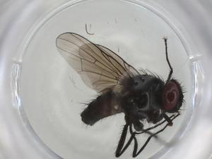  ( - CBG-A00543-D01)  @11 [ ] CreativeCommons - Attribution (2023) Centre for Biodiversity Genomics Centre for Biodiversity Genomics