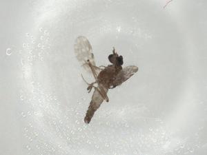  (Culicoides leucostictus - CBG-A01932-F10)  @11 [ ] CreativeCommons - Attribution (2023) Centre for Biodiversity Genomics Centre for Biodiversity Genomics