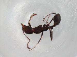  ( - BIOUG81811-H02)  @11 [ ] CreativeCommons - Attribution (2022) Centre for Biodiversity Genomics Centre for Biodiversity Genomics