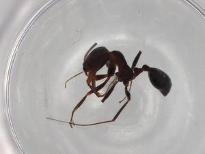  ( - BIOUG93263-H01)  @11 [ ] CreativeCommons - Attribution (2022) Centre for Biodiversity Genomics Centre for Biodiversity Genomics