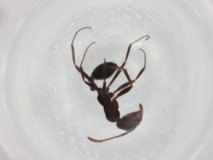  ( - BIOUG93294-D07)  @11 [ ] CreativeCommons - Attribution (2022) Centre for Biodiversity Genomics Centre for Biodiversity Genomics