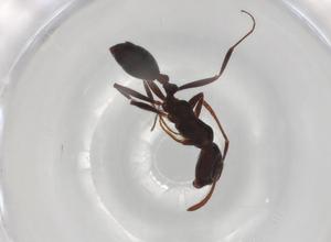  ( - BIOUG97984-E06)  @11 [ ] CreativeCommons - Attribution (2023) Centre for Biodiversity Genomics Centre for Biodiversity Genomics