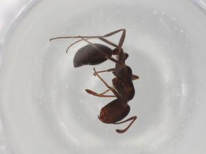  ( - BIOUG97984-E10)  @11 [ ] CreativeCommons - Attribution (2023) Centre for Biodiversity Genomics Centre for Biodiversity Genomics