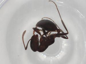  ( - BIOUG97984-F09)  @11 [ ] CreativeCommons - Attribution (2023) Centre for Biodiversity Genomics Centre for Biodiversity Genomics