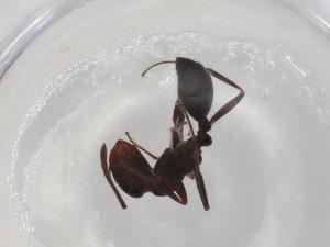  ( - BIOUG97984-G03)  @11 [ ] CreativeCommons - Attribution (2023) Centre for Biodiversity Genomics Centre for Biodiversity Genomics