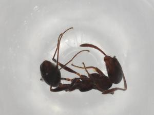  ( - BIOUG98157-C07)  @11 [ ] CreativeCommons - Attribution (2023) Centre for Biodiversity Genomics Centre for Biodiversity Genomics