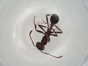  ( - CBG-A02292-D09)  @11 [ ] CreativeCommons - Attribution (2023) Centre for Biodiversity Genomics Centre for Biodiversity Genomics