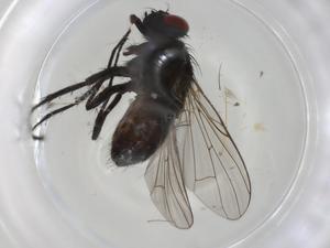  ( - CBG-A02293-A09)  @11 [ ] CreativeCommons - Attribution (2023) Centre for Biodiversity Genomics Centre for Biodiversity Genomics