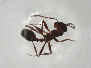  ( - CBG-A02299-G09)  @11 [ ] CreativeCommons - Attribution (2023) Centre for Biodiversity Genomics Centre for Biodiversity Genomics