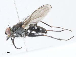  (Lispe nivalis - CBG-A05396-E11)  @11 [ ] CreativeCommons - Attribution Share - Alike (2023) CBG Photography Group Centre for Biodiversity Genomics