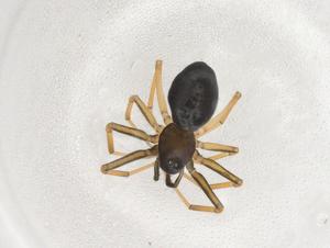  ( - CBG-A07909-G02)  @11 [ ] CreativeCommons - Attribution (2023) Centre for Biodiversity Genomics Centre for Biodiversity Genomics