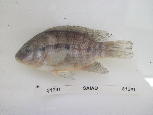  (Oreochromis mortimeri - RBMOZ236)  @15 [ ] CreativeCommons - Attribution Non-Commercial Share-Alike (2014) SAIAB SAIAB