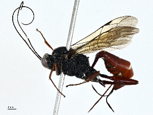  ( - BIOUG97785-A06)  @11 [ ] CreativeCommons - Attribution (2023) CBG Photography Group Centre for Biodiversity Genomics