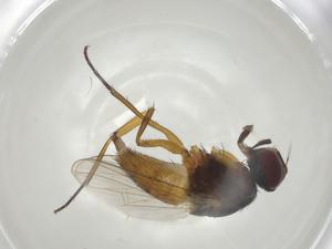  ( - CBG-A01837-C12)  @11 [ ] CreativeCommons - Attribution (2023) Centre for Biodiversity Genomics Centre for Biodiversity Genomics