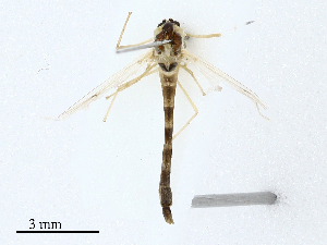  ( - CBG-A02895-A10)  @11 [ ] CreativeCommons - Attribution (2023) CBG Photography Group Centre for Biodiversity Genomics