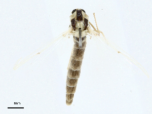  ( - CBG-A00363-F08)  @11 [ ] CreativeCommons - Attribution (2023) CBG Photography Group Centre for Biodiversity Genomics