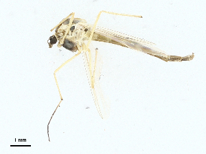  ( - CBG-A01226-H11)  @11 [ ] CreativeCommons - Attribution (2023) CBG Photography Group Centre for Biodiversity Genomics