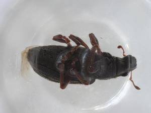  (Sitona discoideus - CBG-A02690-B02)  @11 [ ] CreativeCommons - Attribution (2023) Centre for Biodiversity Genomics Centre for Biodiversity Genomics