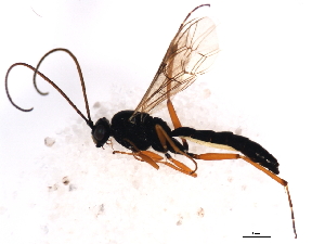  ( - 09PROBE-A0071)  @13 [ ] CreativeCommons - Attribution (2010) CBG Photography Group Centre for Biodiversity Genomics