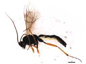  ( - 09PROBE-A0073)  @13 [ ] CreativeCommons - Attribution (2010) CBG Photography Group Centre for Biodiversity Genomics