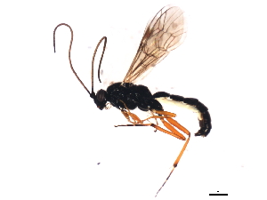  ( - 09PROBE-A0091)  @13 [ ] CreativeCommons - Attribution (2010) CBG Photography Group Centre for Biodiversity Genomics