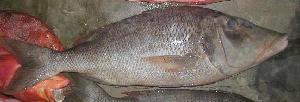  (Lethrinus sp - SAIAB 76512-T70)  @13 [ ] Unspecified (default): All Rights Reserved  Unspecified Unspecified