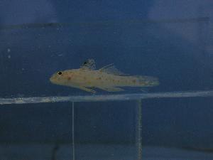  ( - SAIAB 78083-T282)  @11 [ ] Unspecified (default): All Rights Reserved  Unspecified Unspecified