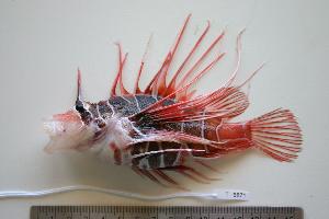  (Pterois radiata - SAIAB 78183-T158)  @14 [ ] Unspecified (default): All Rights Reserved  Unspecified Unspecified