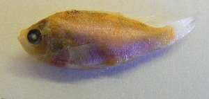  (Pseudanthias cooperi - GP8-682)  @12 [ ] Unspecified (default): All Rights Reserved  Unspecified Unspecified