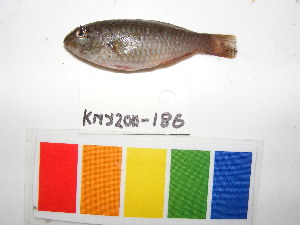  ( - KNY2011-186)  @11 [ ] CreativeCommons - Attribution Non-Commercial Share-Alike (2011) SAIAB SAIAB