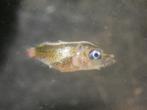  ( - Smith 147.2 #13)  @11 [ ] CreativeCommons - Attribution Non-Commercial Share-Alike (2014) SAIAB SAIAB