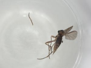  ( - CBG-A02242-A01)  @11 [ ] CreativeCommons - Attribution (2023) Centre for Biodiversity Genomics Centre for Biodiversity Genomics