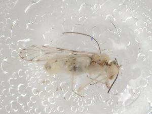  ( - CBG-A01896-C05)  @11 [ ] CreativeCommons - Attribution (2023) Centre for Biodiversity Genomics Centre for Biodiversity Genomics