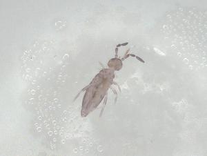  (Entomobrya proxima - CBG-A01969-E09)  @11 [ ] CreativeCommons - Attribution (2023) Centre for Biodiversity Genomics Centre for Biodiversity Genomics