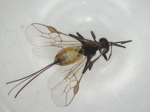  ( - CBG-A02670-C12)  @11 [ ] CreativeCommons - Attribution (2023) Centre for Biodiversity Genomics Centre for Biodiversity Genomics