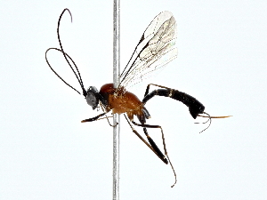  (Spilopimpla - BIOUG80721-C07)  @11 [ ] CreativeCommons - Attribution (2022) CBG Photography Group Centre for Biodiversity Genomics