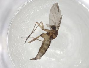  ( - CBG-A07439-H08)  @11 [ ] CreativeCommons - Attribution Share - Alike (2023) Centre for Biodiversity Genomics Centre for Biodiversity Genomics