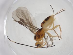  (Kimavu - CBG-A09727-B06)  @11 [ ] CreativeCommons - Attribution Share - Alike (2023) Centre for Biodiversity Genomics Centre for Biodiversity Genomics