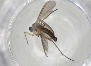  ( - CBG-A05258-H06)  @11 [ ] CreativeCommons - Attribution (2023) Centre for Biodiversity Genomics Centre for Biodiversity Genomics