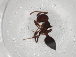  ( - BIOUG81872-D02)  @11 [ ] CreativeCommons - Attribution (2022) Centre for Biodiversity Genomics Centre for Biodiversity Genomics