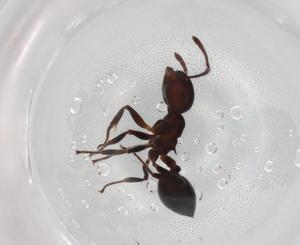  ( - BIOUG81872-D08)  @11 [ ] CreativeCommons - Attribution (2022) Centre for Biodiversity Genomics Centre for Biodiversity Genomics