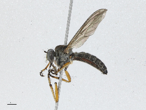  (Ommatius terminalis - CBG-A04538-D08)  @11 [ ] CreativeCommons - Attribution (2023) CBG Photography Group Centre for Biodiversity Genomics