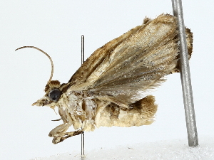  ( - BIOUG77748-G04)  @11 [ ] CreativeCommons - Attribution (2022) CBG Photography Group Centre for Biodiversity Genomics