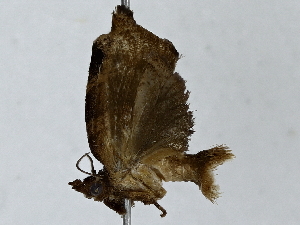  ( - BIOUG85497-C12)  @11 [ ] CreativeCommons - Attribution (2022) CBG Photography Group Centre for Biodiversity Genomics